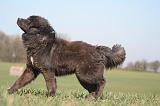 DOGUE DU TIBET 563